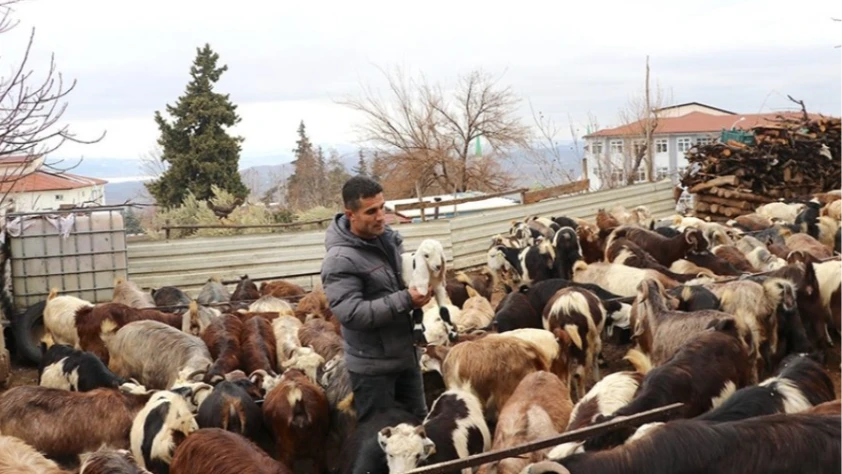 Depremzede besicinin yüzü güldü: Sürüsü 300 başa yaklaştı