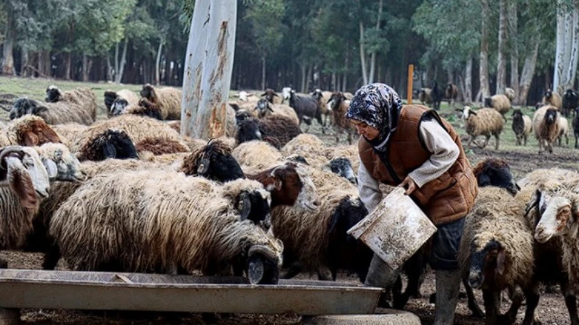 Depremzede üniversiteli kadına devlet desteği: Sürüsünü 2 katına çıkardı
