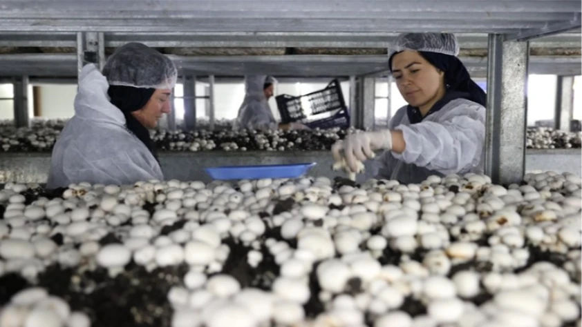 Devlet desteğiyle kurduğu tesiste günde 2 ton mantar üretiyor