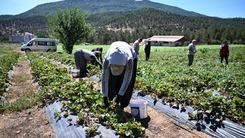 Devlet desteğiyle soğuk hava deposu kurdu! 50 ülkeye çilek ihraç ediyor