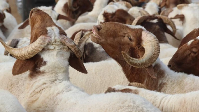 Din İşleri Yüksek Kurulu uyardı: Bayram namazından önce kurban kesmeyin