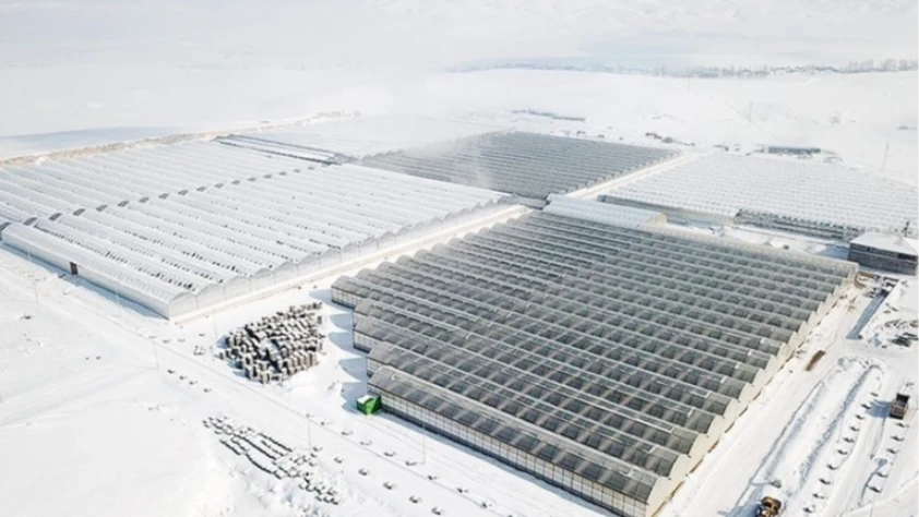 Diyadin’de jeotermal sera üretimi büyüyor