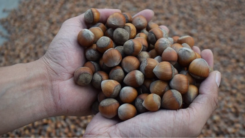 Doğu Karadeniz’in fındık ihracatı ilk çeyrekte 378,9 milyon dolara ulaştı