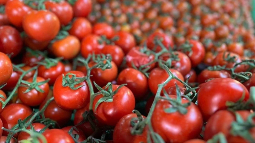 Domates ihracatında güçlü seviye korundu: Türkiye 2025’te 401 milyon dolarlık satış yaptı