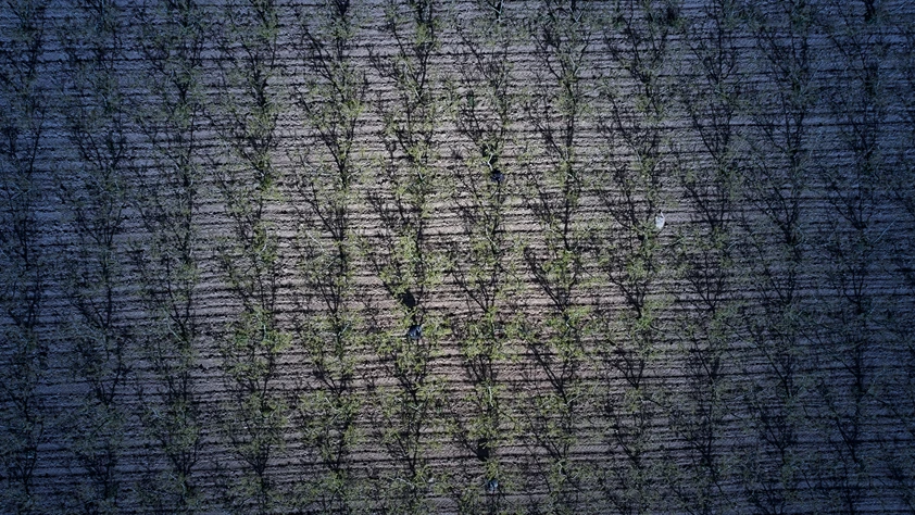 Don riski kapıda: Üreticiye önemli tavsiyeler