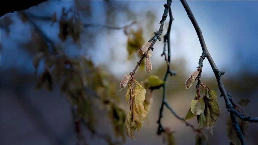 Don vuran üreticiye toplam destek 20,4 milyar liraya ulaştı Don vuran üreticiye toplam destek 20,4 milyar liraya ulaştı
