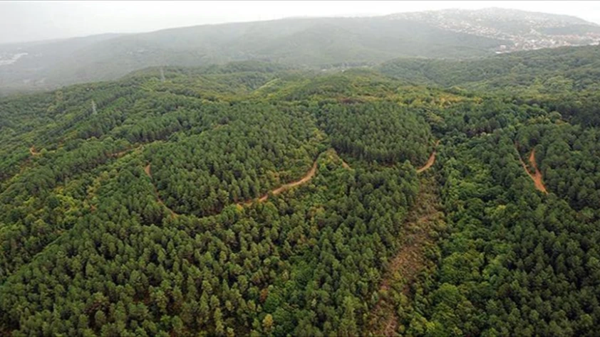 Dünya orman kaybederken Türkiye kazandı: 3,2 milyon hektar arttı