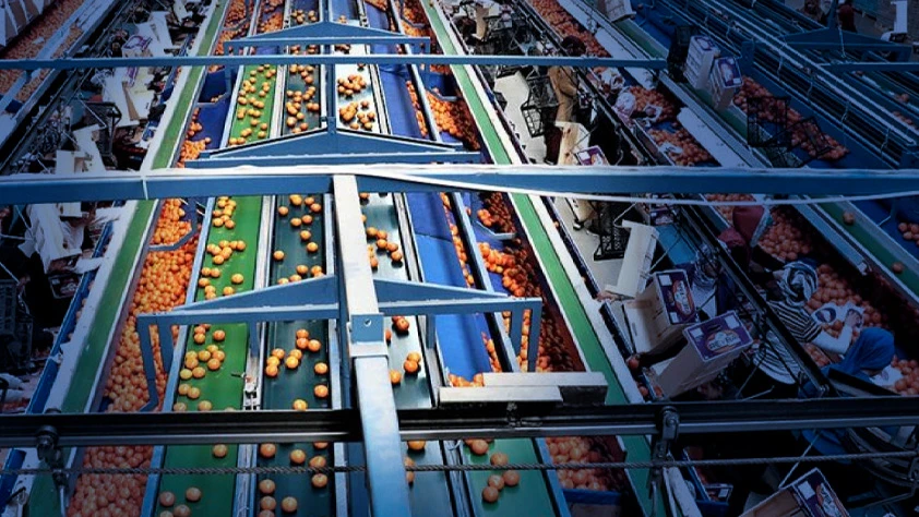 Dünya sofralarını Türk tarım ürünleri donatıyor: 7 üründe dünya lideriyiz