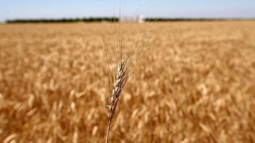 Dünyanın tahıl ambarı Ukrayna'da çiftçiler yeni krizle karşı karşıya