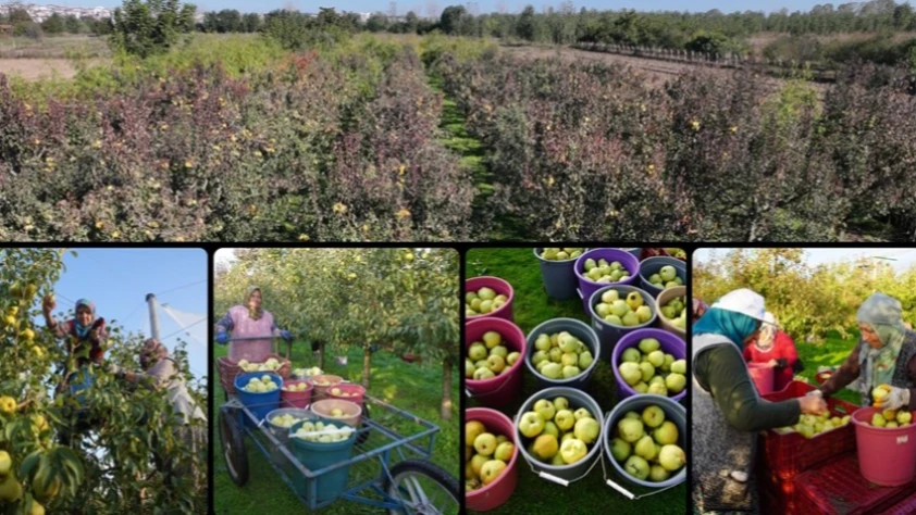 Edirne'de devlet desteğiyle yaygınlaşan meyve bahçeleri çiftçilere alternatif gelir kaynağı oluyor