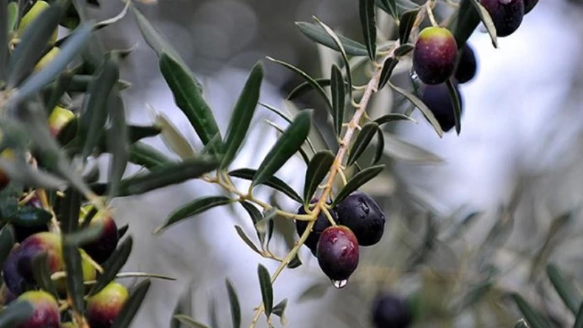 Ege ve Mardin'in ardından zeytinde rota Antalya'ya sıçradı! Verim artımı bekleniyor