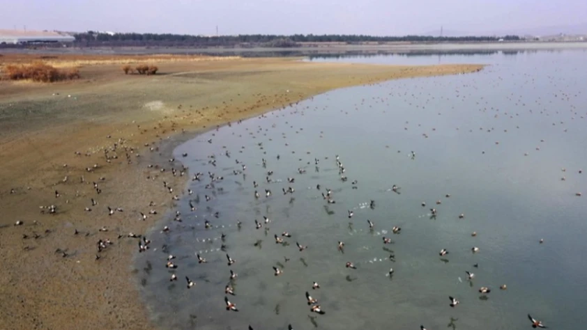 Elazığ'daki Cip Baraj Gölü farklı türde binlerce göçmen kuşu ağırlıyor
