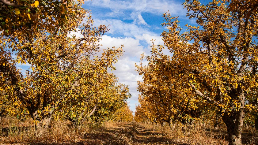 Elma bahçeleri sonbaharın renklerine büründü