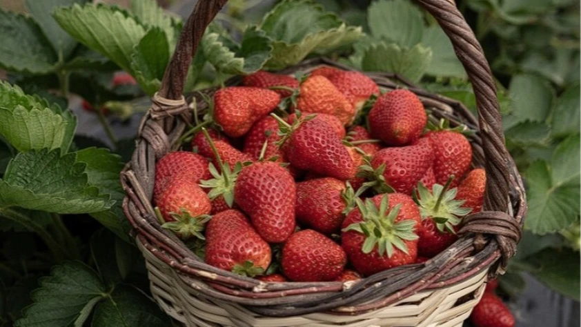 Emiralem çileğinde verim arttı: Hasat gecikti üretim yükseldi