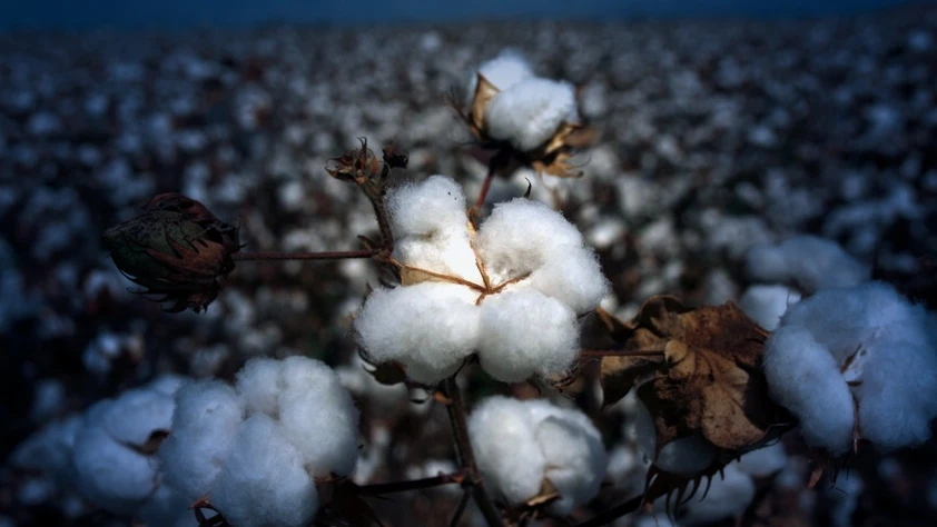 Enerji maliyetleri pamuk fiyatını zirveye taşıdı