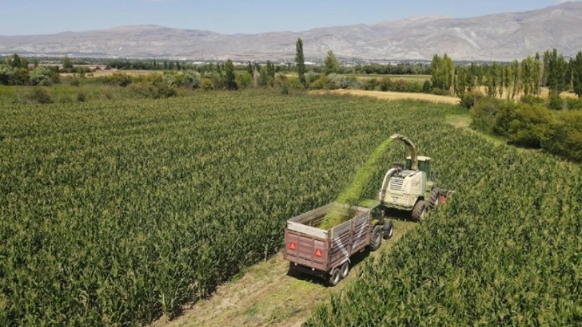Erzincan'da silajlık mısır üretimi hayvancılığı güçlendirip besiciye kazanç sağlıyor