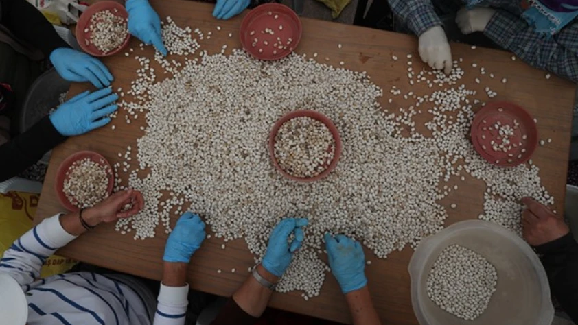 Fasulyelerin genetik mirası korunacak!