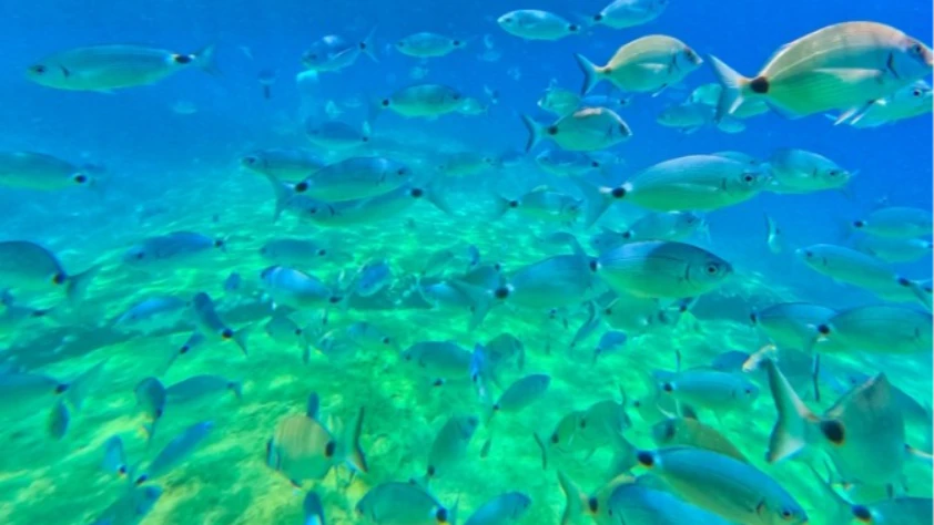 Fethiye'nin su altı dünyası dalış tutkunlarını ağırlıyor