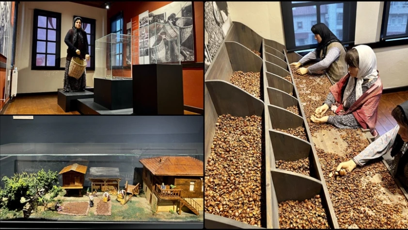 Fındığın bahçeden sofraya yolculuğu müzeye konu edildi