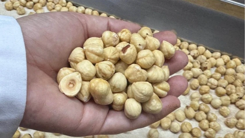 Fındık ihracatından iki ayda 351 milyon dolar gelir