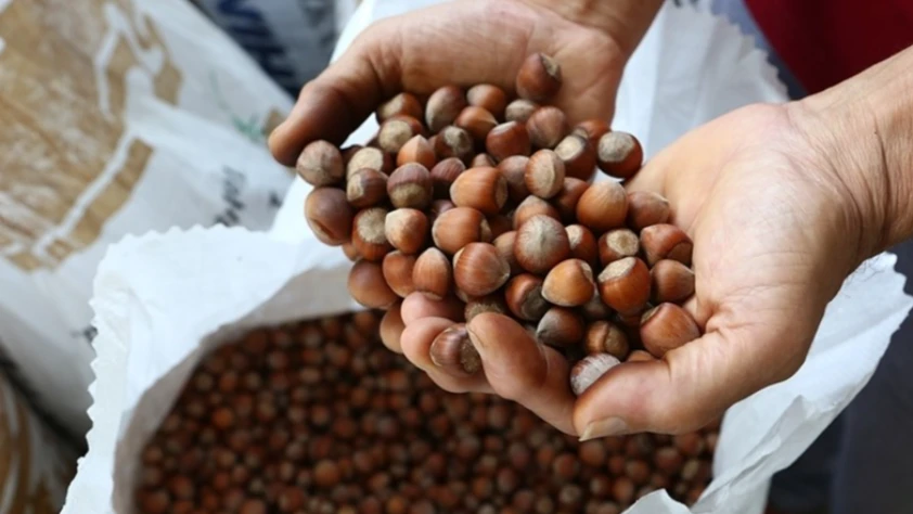 Fındıkta verim için yeni yollar aranıyor! İlk çalışma başladı