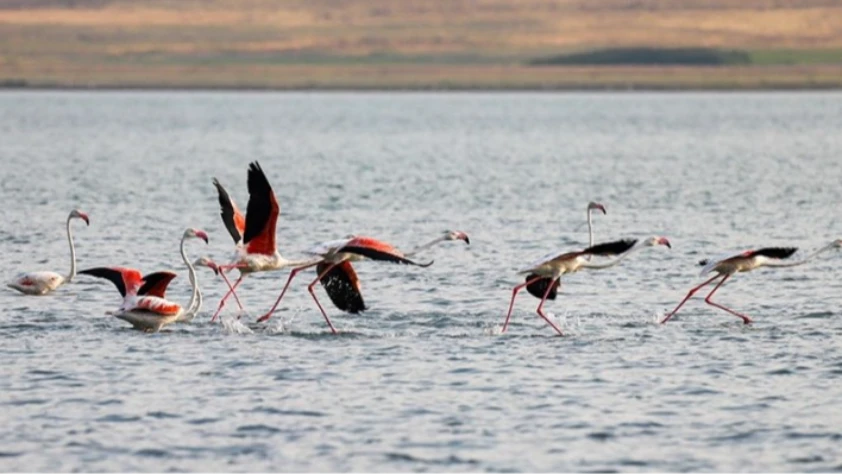 Flamingolar Van Gölü'ne renk katıyor