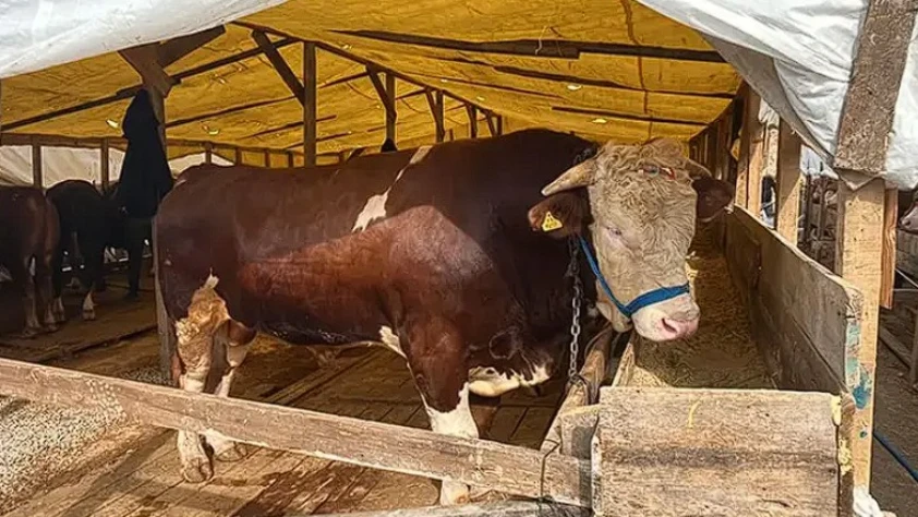 Gebze kurban pazarının yıldızı Şampiyon: 1 tonluk boğaya 420 bin TL fiyat