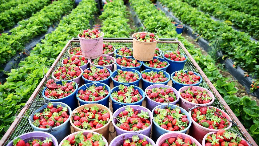 Gıda enflasyonunda çözüm ‘altın üçgen’ modelinde