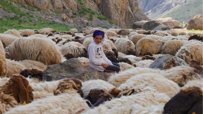 Göçer ailelerin yaylalardaki yükünü çocuklar da omuzluyor