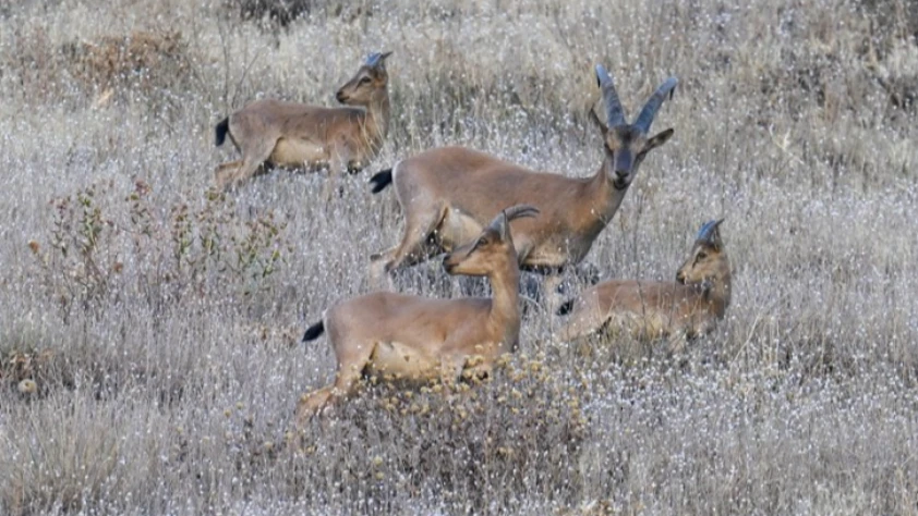 Hakkari'de koruma altındaki dağ keçileri görüntülendi