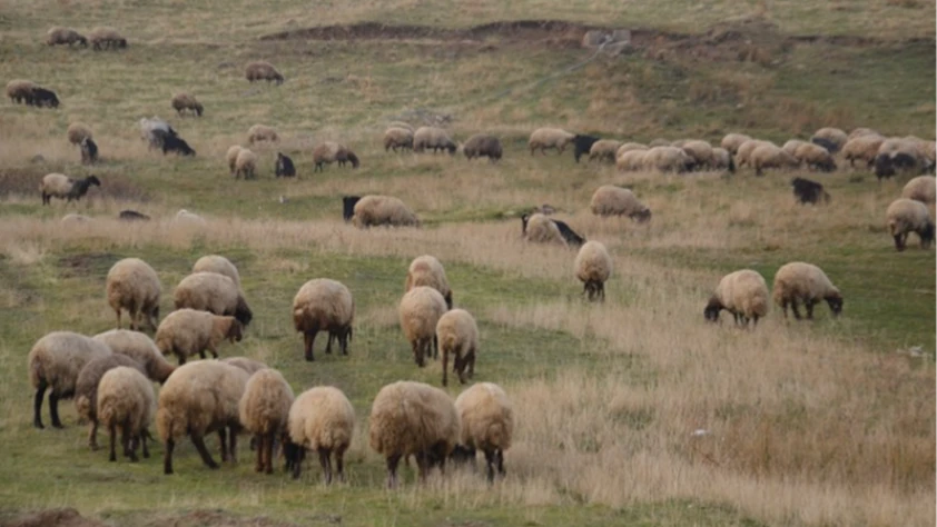 Halk elinde ıslah projelerine 2,7 milyar lira destek: Verimlilik ve yerli ırk koruması güçlendi