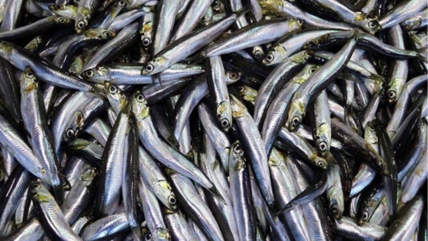 Hamsi 2025 yılında palamuttan tahtını geri aldı