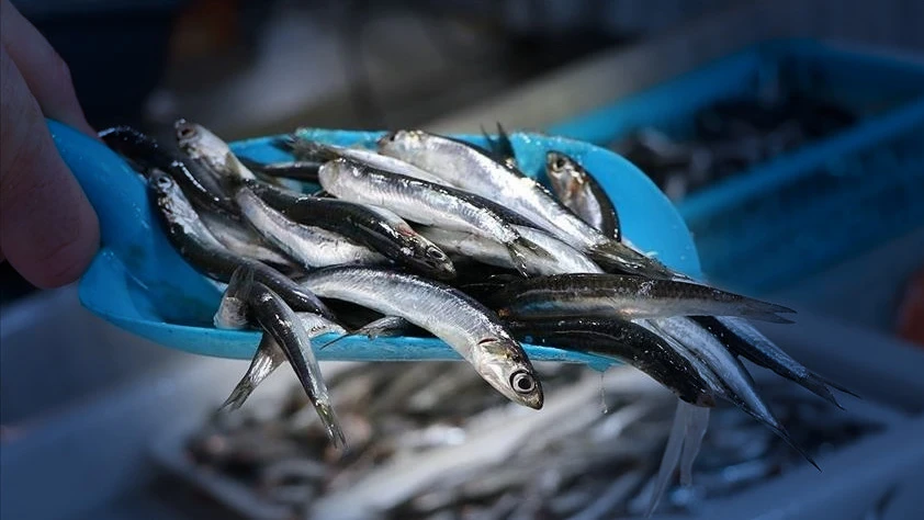 Hamsi ihracatı 11 ayda 14,4 milyon doları aştı: 20 ülkenin sofralarını süslüyor