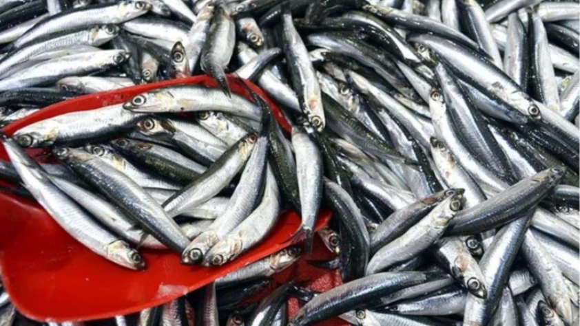 Hamsinin kilogramı 100 liradan satılıyor