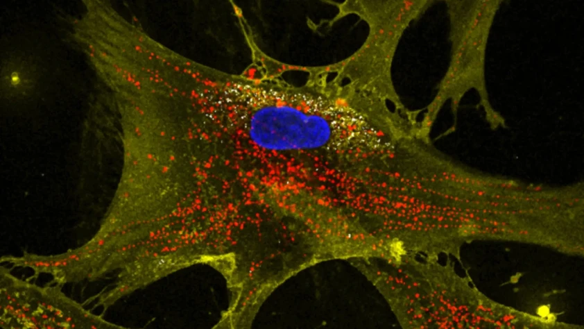 Hasarlı hücrelere nanoçiçek yöntemiyle yenilikçi tedavi adımı