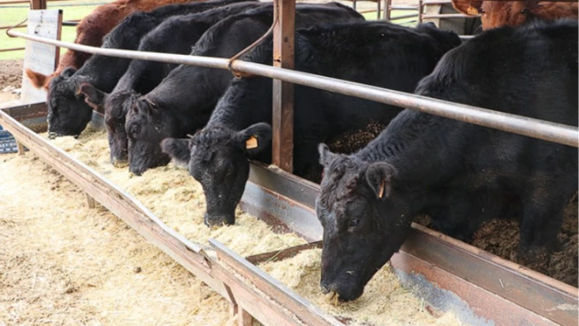 Hayvancılığa devlet eli: Kilisli üretici sürüsünü ikiye katladı