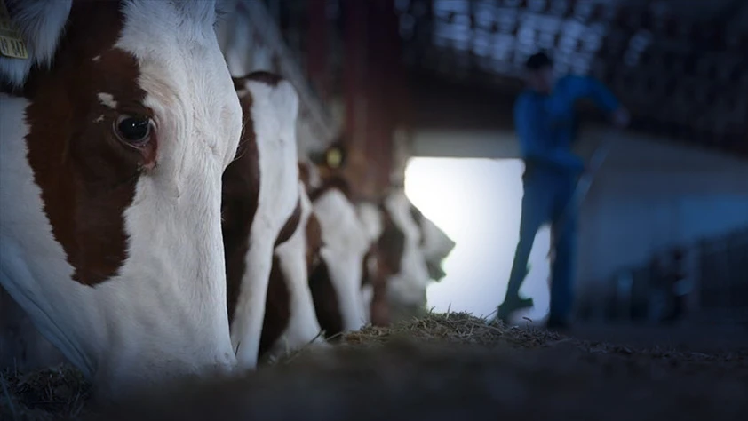 Hayvancılıkta gelecek yıl yetiştiricilere 36,6 milyar liralık destek öngörülüyor! Hayvancılıkta gelecek yıl yetiştiricilere 36,6 milyar liralık destek öngörülüyor!