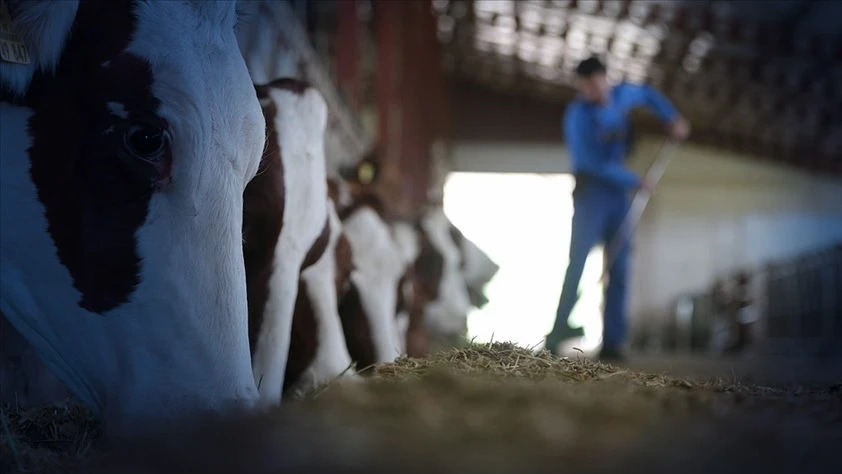 Hayvancılıkta verim ve kalite için 36,6 milyar lira kaynak Hayvancılıkta verim ve kalite için 36,6 milyar lira kaynak