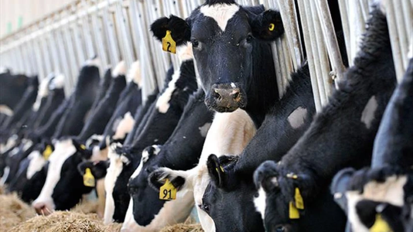 Hayvancılıkta yeni tebliğ: Resmi Gazete'de yayımlandı