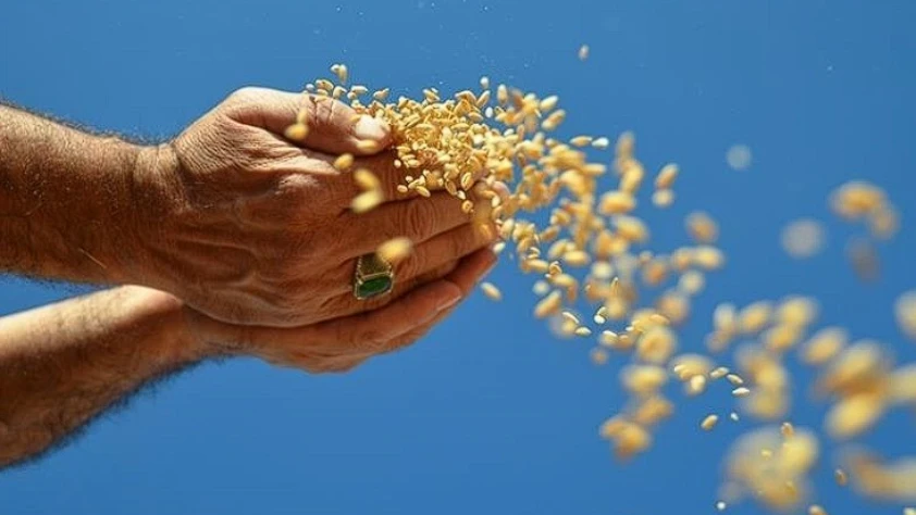 Hububat ihracatı ocakta ivmelendi: Türkiye 1 milyar dolara yaklaştı