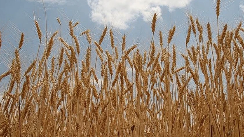 Hububat piyasasında yeni adım: TMO günlük satış modeline geçiyor