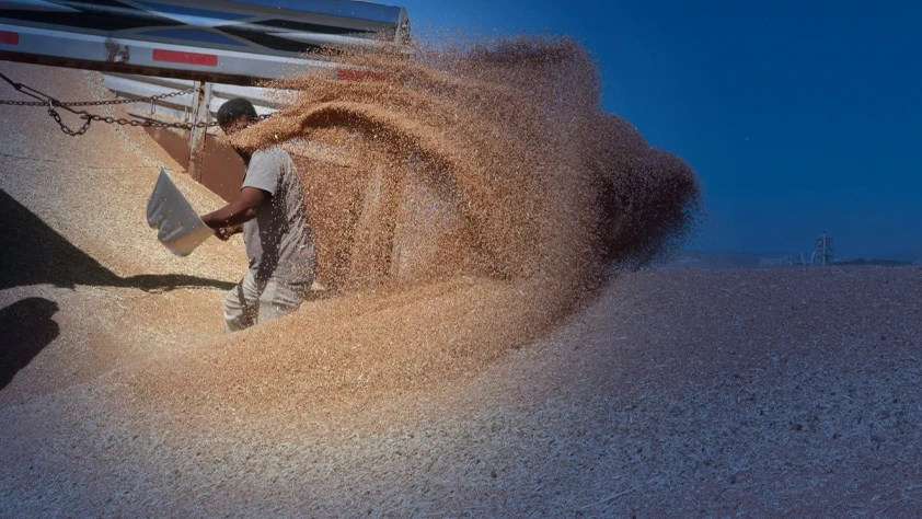 Hububat üretiminde yüksek verim beklentisi: Kış yağışları rekolte umudunu artırdı