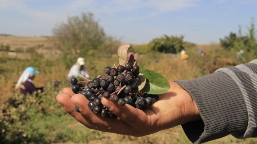 Hücre hasatla maliyet sıfırlanıyor