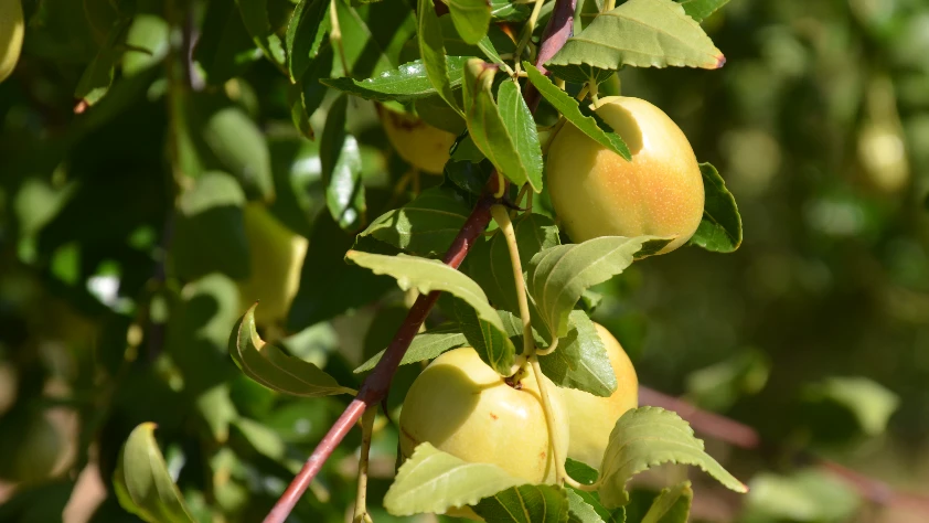 Hünnapta hasat zamanı başladı