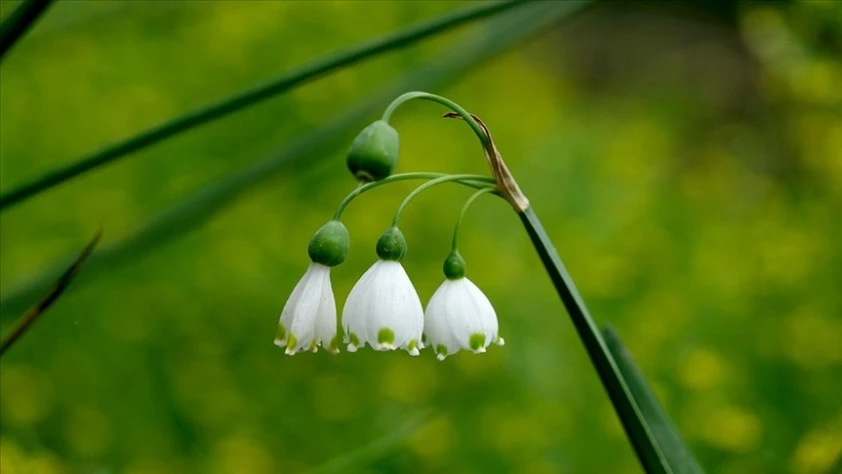 İhracı yasak ve kotaya bağlı çiçek soğanları belirlendi