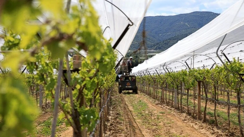 İklim riskine karşı çözüm: Bağlar dolu tülüyle kaplanıyor