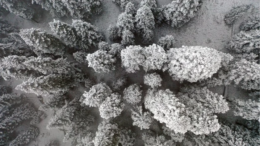 Ilgaz Dağı'nda kar ve sis etkili oldu: Kartpostallık görüntüler!