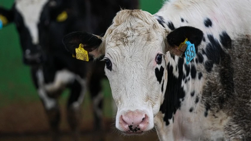 İnekler için ortopedik yatak üretildi