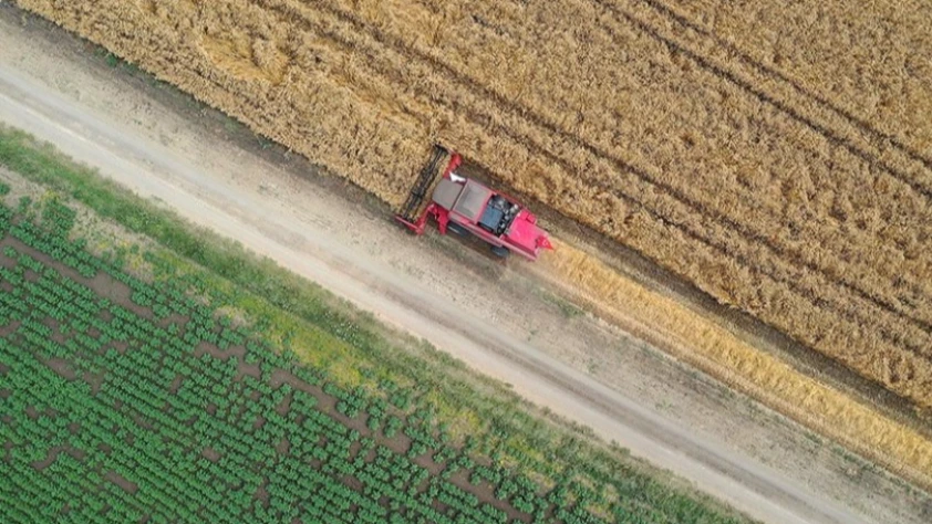 Isınan hava tarımda 'zararlı' baskısını artırıyor: Tahıllarda sert verim kaybı uyarısı
