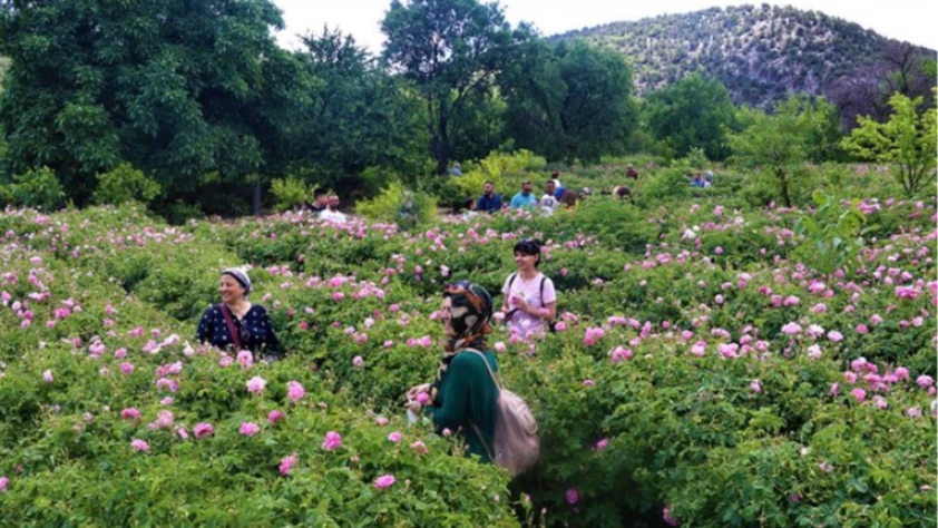 Isparta'nın gül bahçeleri kırmızı yerine sarı ve turuncuya büründü